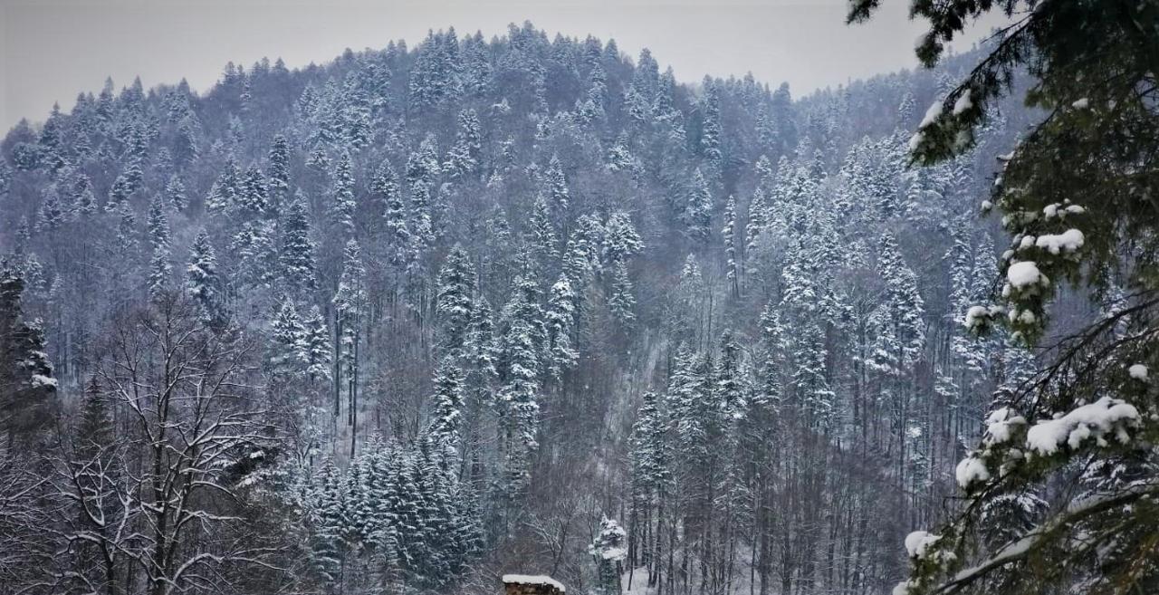 Apartament Greenstar Sinaia Zewnętrze zdjęcie